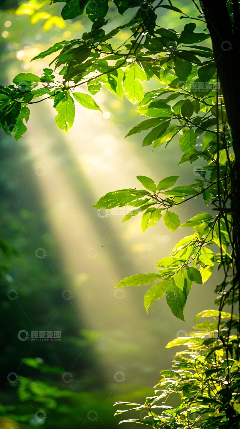 高清大图下载【趣麦麦图】阳光穿透树叶自然风光