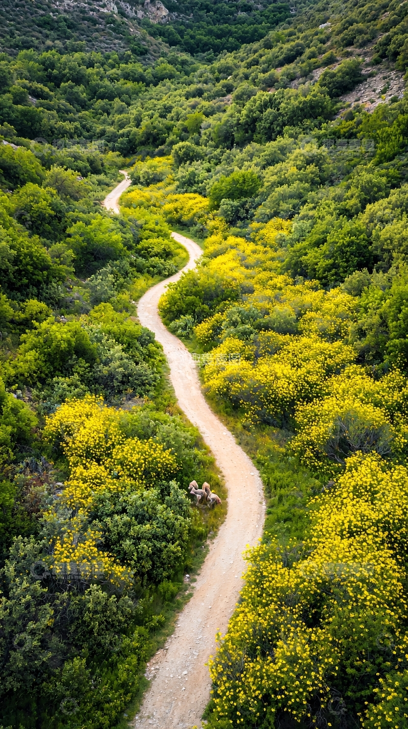 高清大图下载【趣麦麦图】蜿蜒小路与山间野花