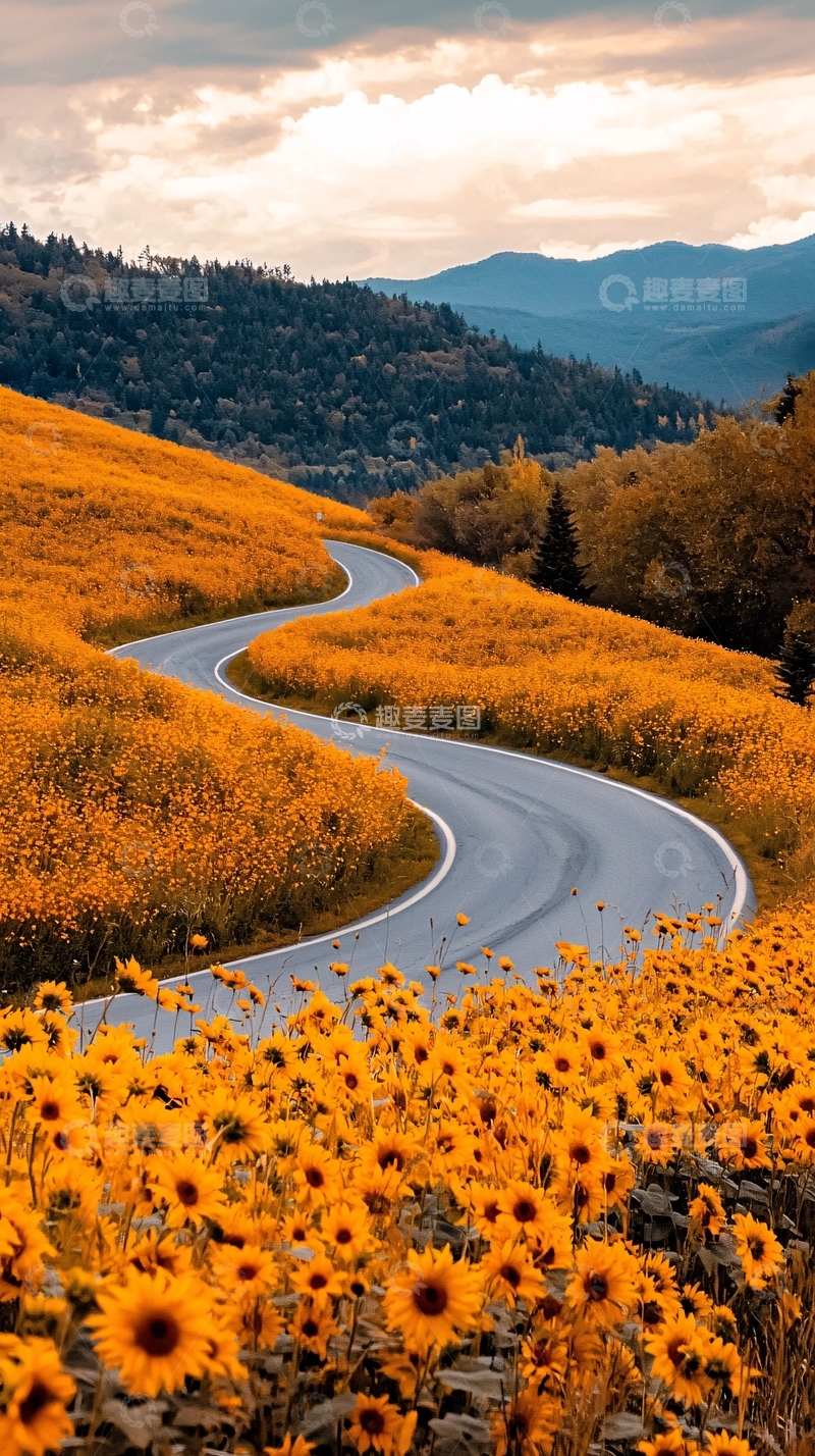 高清大图下载【趣麦麦图】金黄花海蜿蜒山路