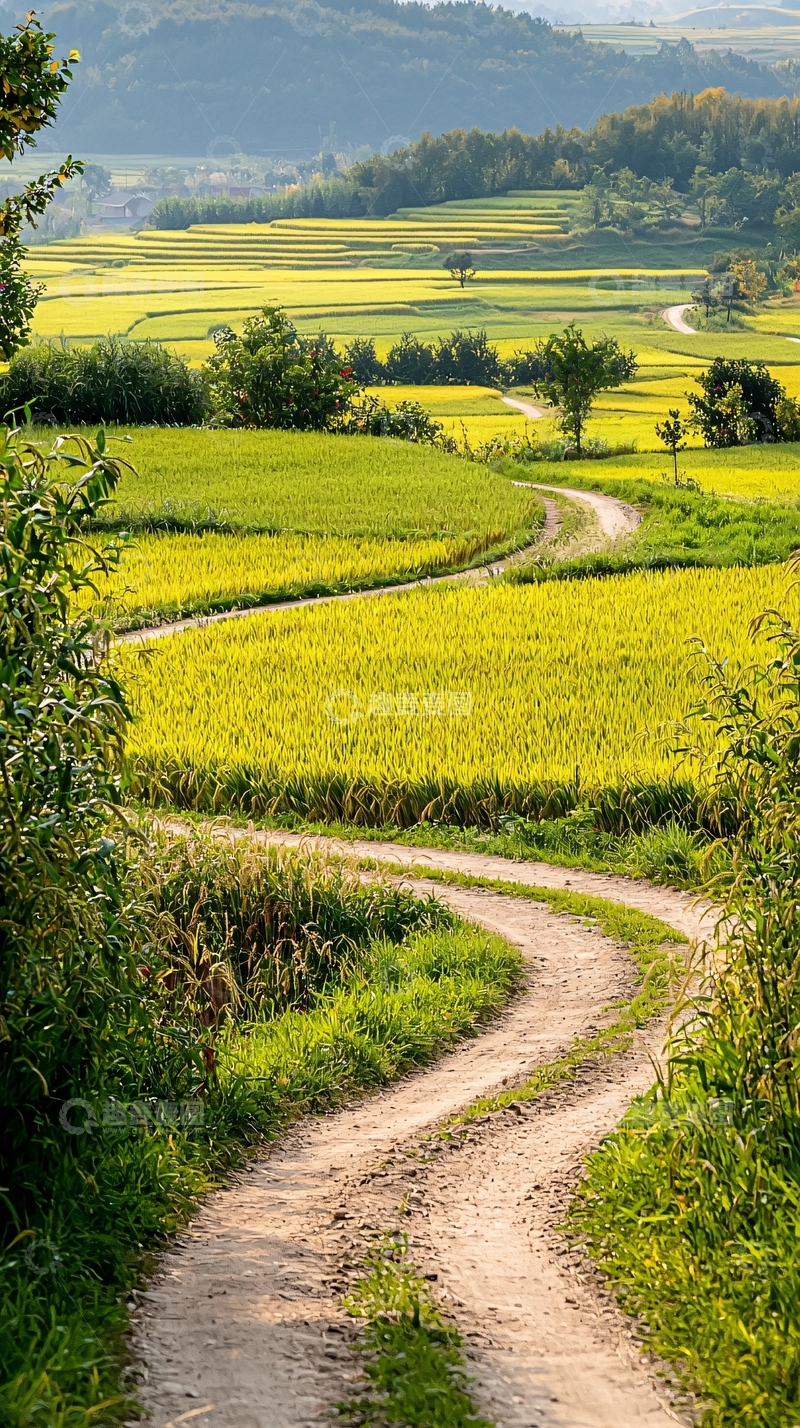 高清大图下载【趣麦麦图】金黄稻田蜿蜒小路自然风光