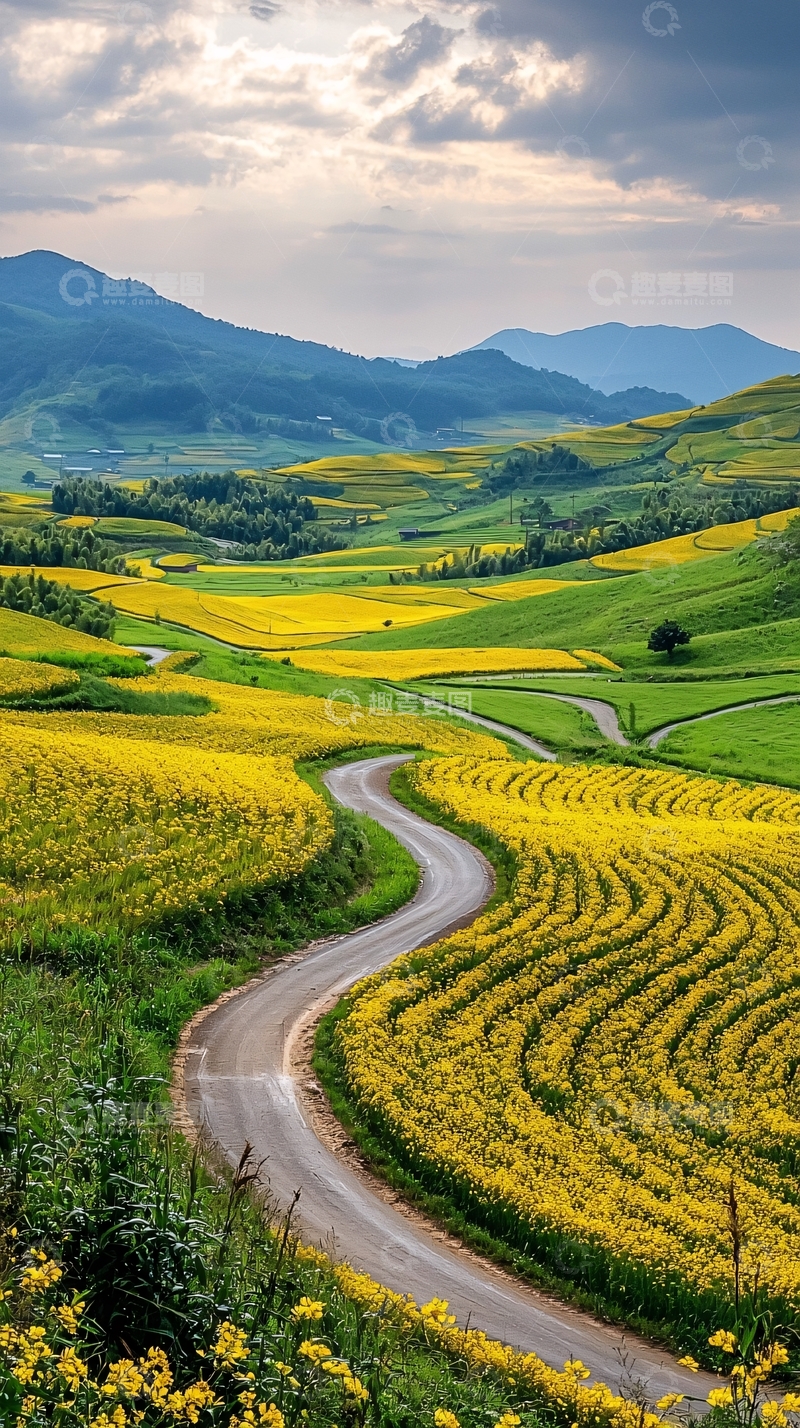 高清大图下载【趣麦麦图】蜿蜒山路与金黄色花田