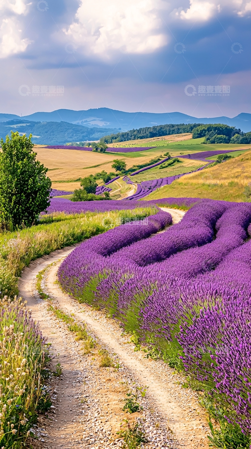 高清大图下载【趣麦麦图】薰衣草田野小径风景