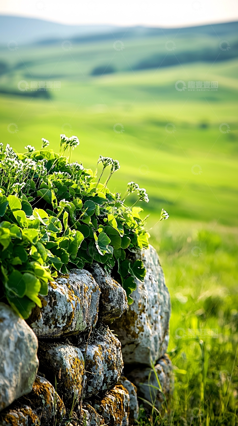 高清大图下载【趣麦麦图】绿色田野上的石墙与植物
