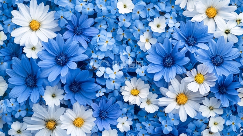 高清大图下载【趣麦麦图】蓝白色雏菊花海