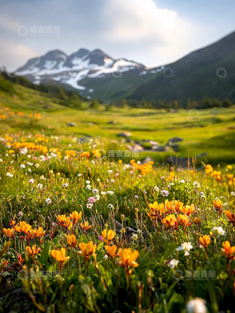 高清大图下载【趣麦麦图】鲜花盛开的山谷