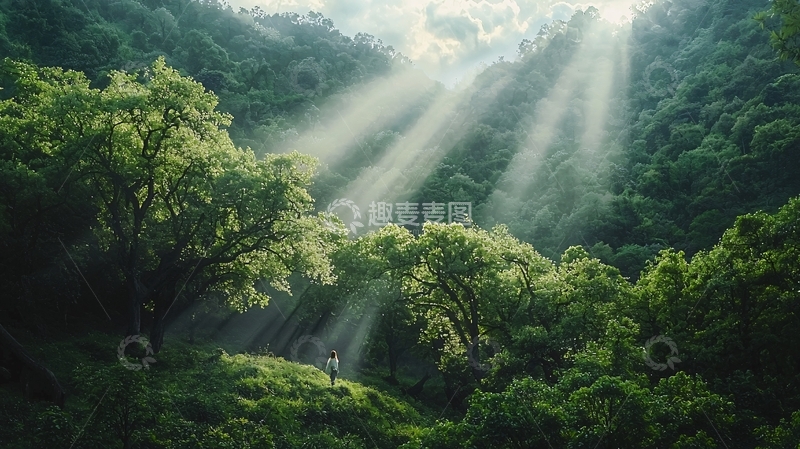 高清大图下载【趣麦麦图】阳光穿透绿色森林