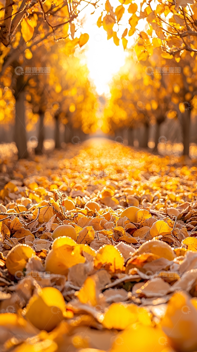 高清大图下载【趣麦麦图】秋日阳光下的落叶小径