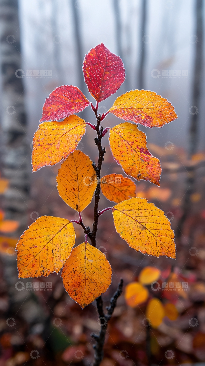 高清大图下载【趣麦麦图】秋日雾中红黄相间的树叶