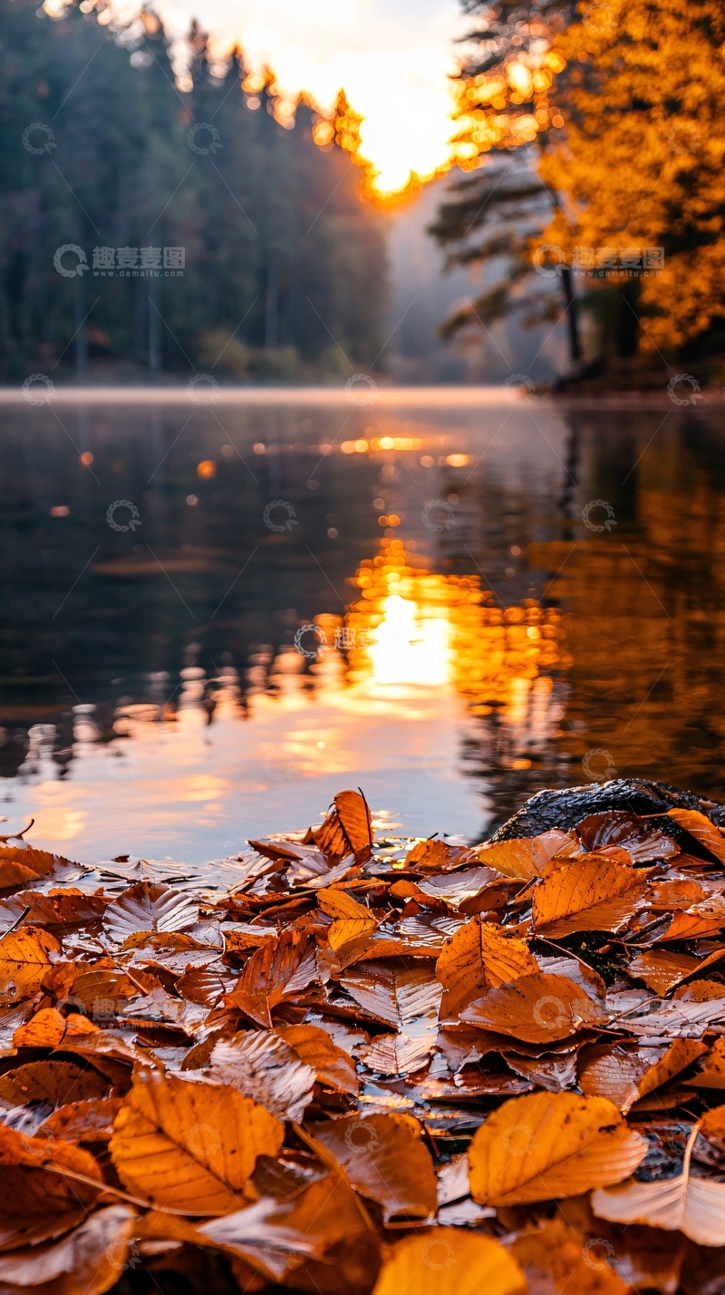 高清大图下载【趣麦麦图】秋日湖畔落叶夕阳