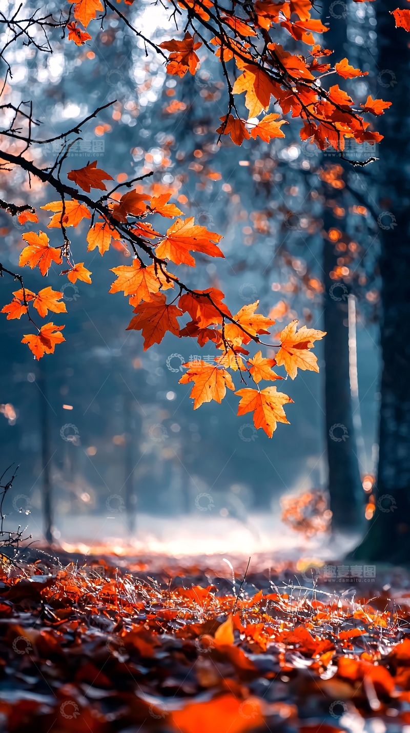 高清大图下载【趣麦麦图】秋日森林落叶美景
