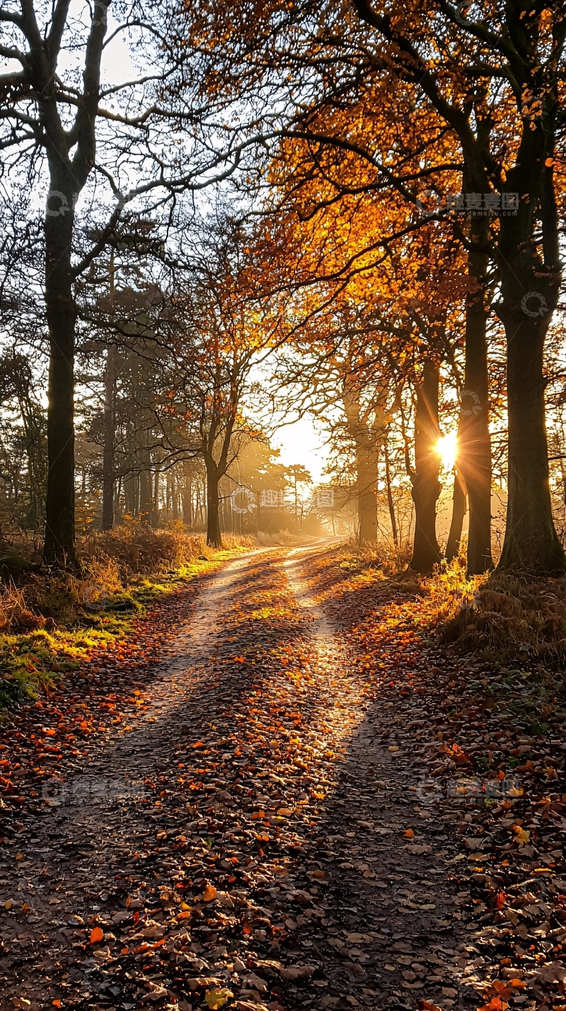 高清大图下载【趣麦麦图】秋日林间小路