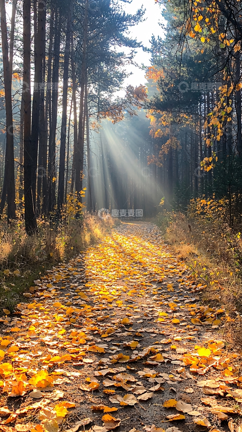 高清大图下载【趣麦麦图】秋日森林阳光洒落