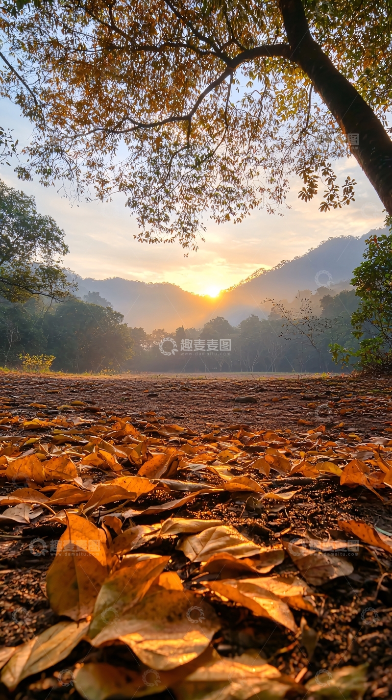 高清大图下载【趣麦麦图】秋日晨光下的森林小径