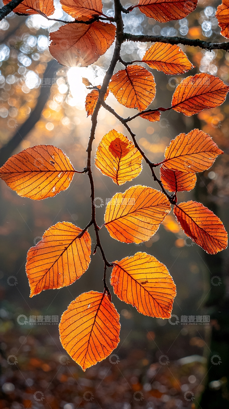 高清大图下载【趣麦麦图】秋日阳光下的枫叶