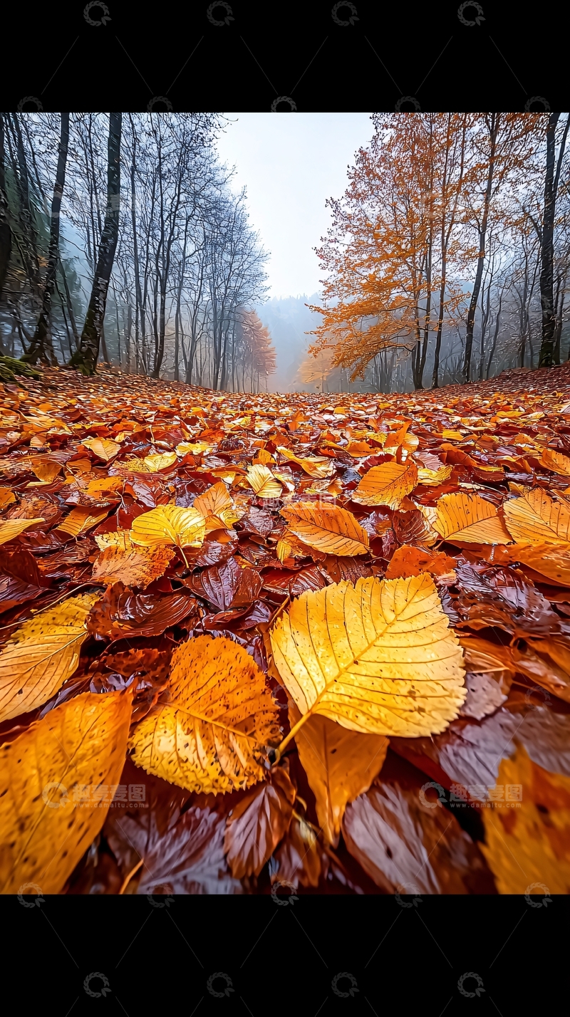 高清大图下载【趣麦麦图】秋日森林落叶风景