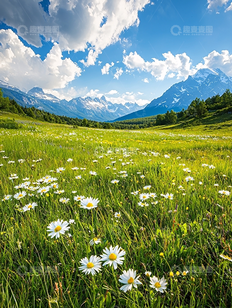 高清大图下载【趣麦麦图】雪山下的花海风景