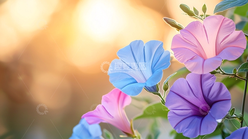 高清大图下载【趣麦麦图】清晨阳光下的五彩牵牛花