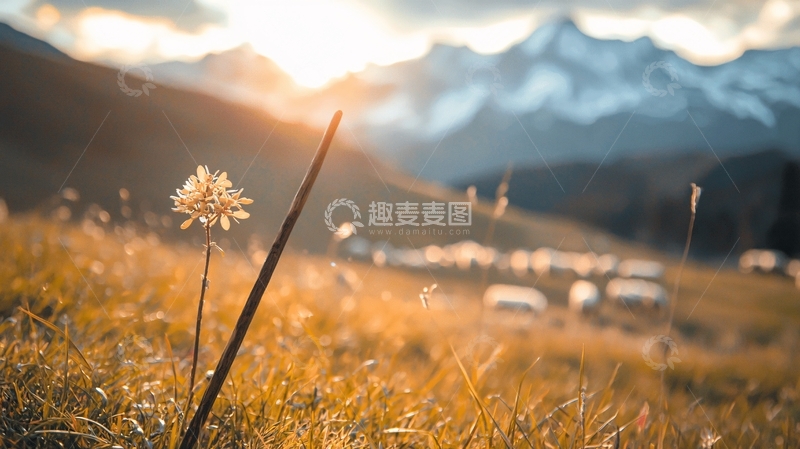 高清大图下载【趣麦麦图】夕阳下的山间草地与野花