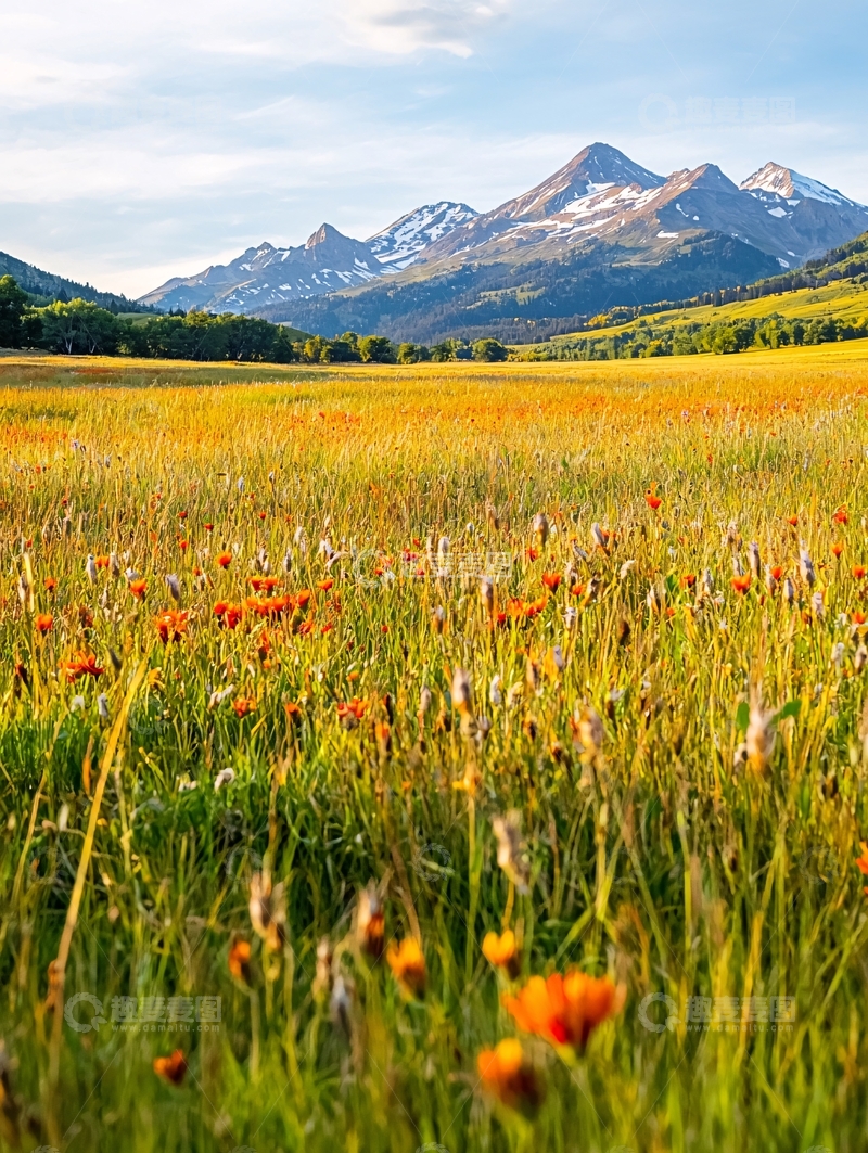 高清大图下载【趣麦麦图】金黄草地远山白雪的风景