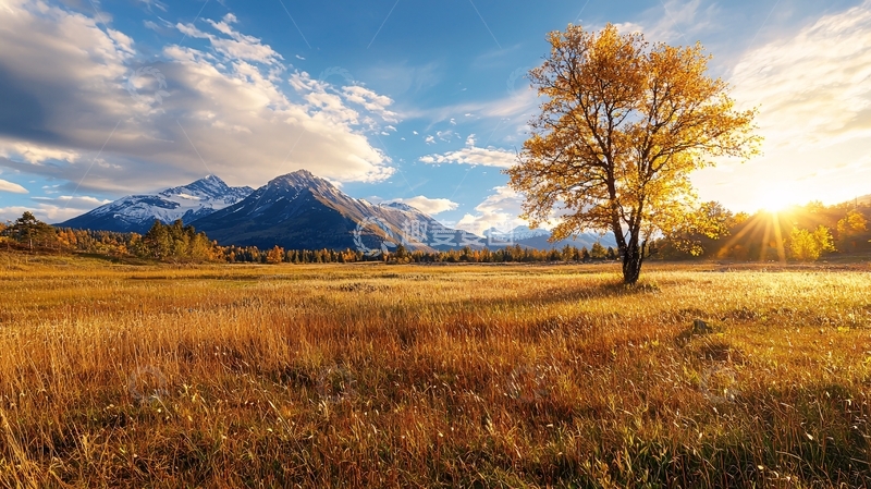 高清大图下载【趣麦麦图】金秋原野阳光下孤独的树