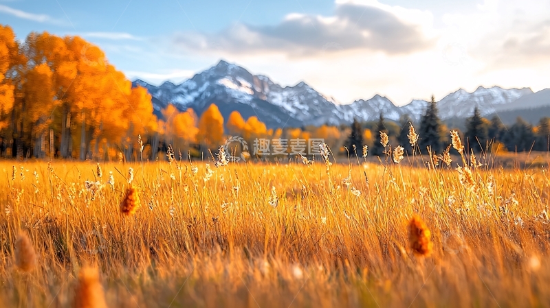 高清大图下载【趣麦麦图】秋日金色田野与雪山