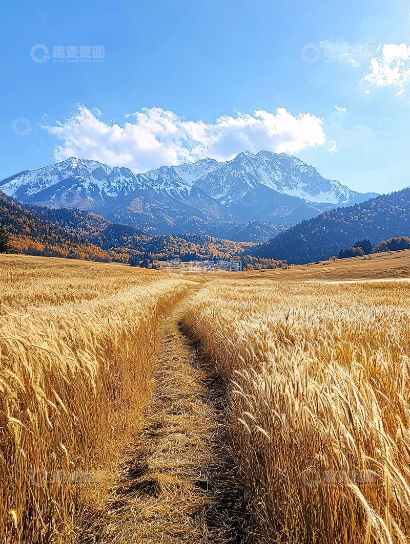 高清大图下载【趣麦麦图】金黄麦田中的小路