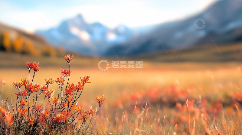 高清大图下载【趣麦麦图】秋日山景花卉特写
