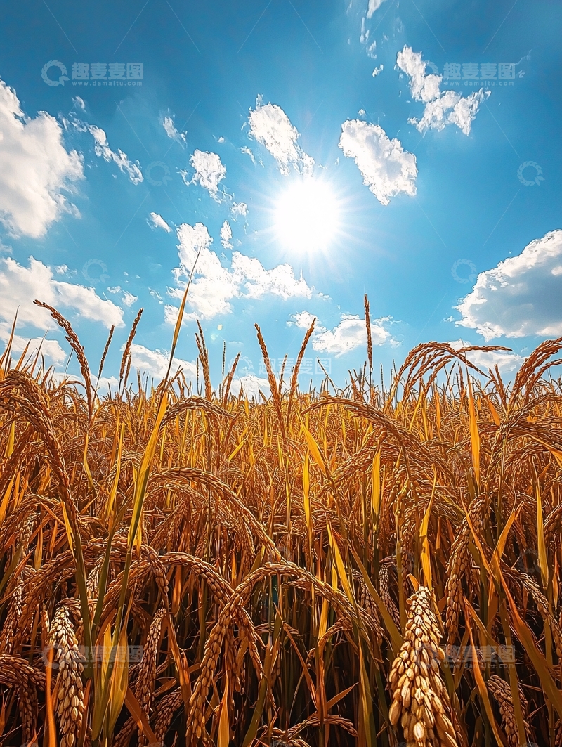 高清大图下载【趣麦麦图】金色的稻田在阳光下