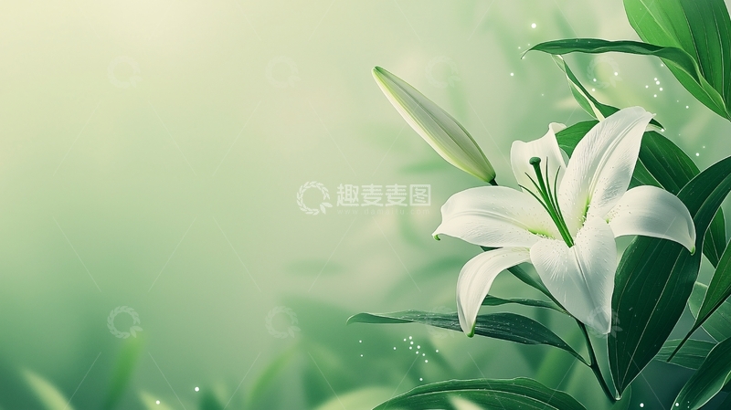 高清大图下载【趣麦麦图】清新百合花自然背景