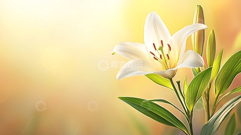 高清大图下载【趣麦麦图】百合花盛开的自然美景