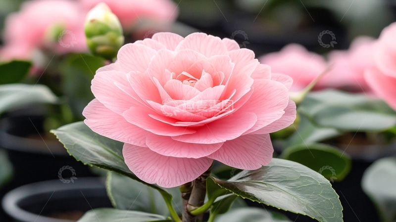 高清大图下载【趣麦麦图】粉色茶花特写