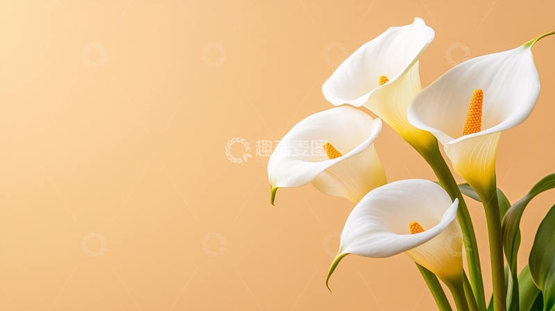 高清大图下载【趣麦麦图】白色马蹄莲花束