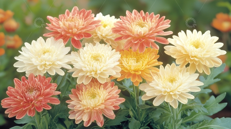 高清大图下载【趣麦麦图】多色菊花绽放