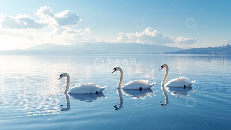 高清大图下载【趣麦麦图】湖面上三只优雅的白天鹅