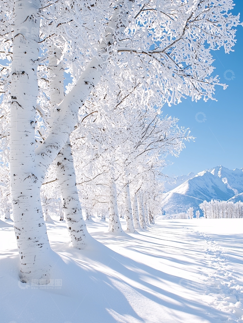 高清大图下载【趣麦麦图】雪后白桦林在阳光下
