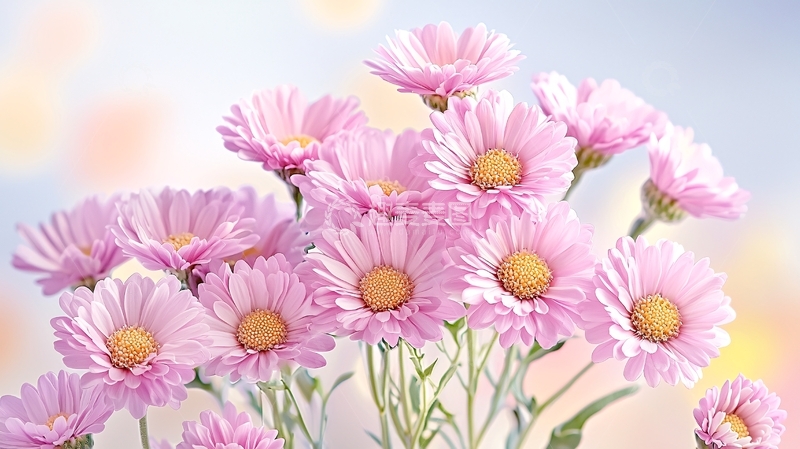 高清大图下载【趣麦麦图】粉色雏菊特写