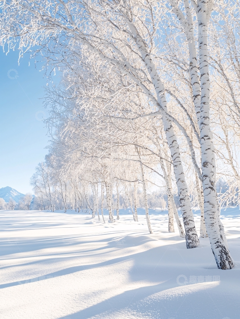 高清大图下载【趣麦麦图】雪地里阳光下的白桦林