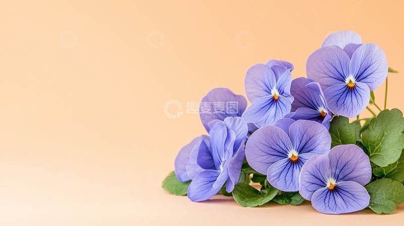 高清大图下载【趣麦麦图】紫色小花背景素材