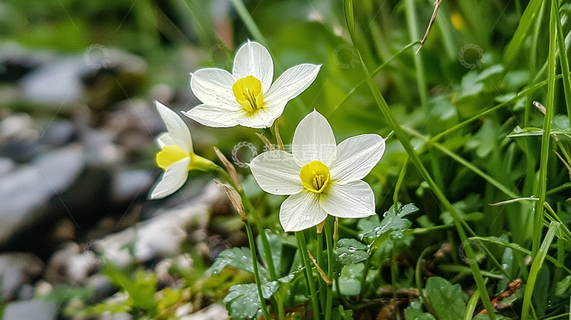 高清大图下载【趣麦麦图】白色花朵与绿色植物自然景观