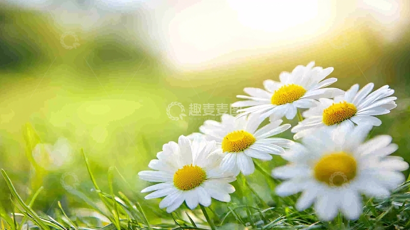 高清大图下载【趣麦麦图】阳光下白色雏菊花朵