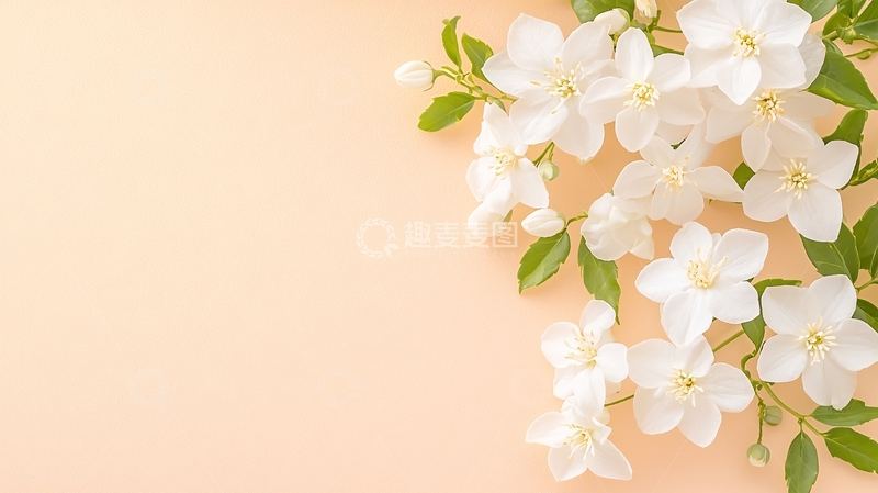 高清大图下载【趣麦麦图】白色花朵与浅色背景