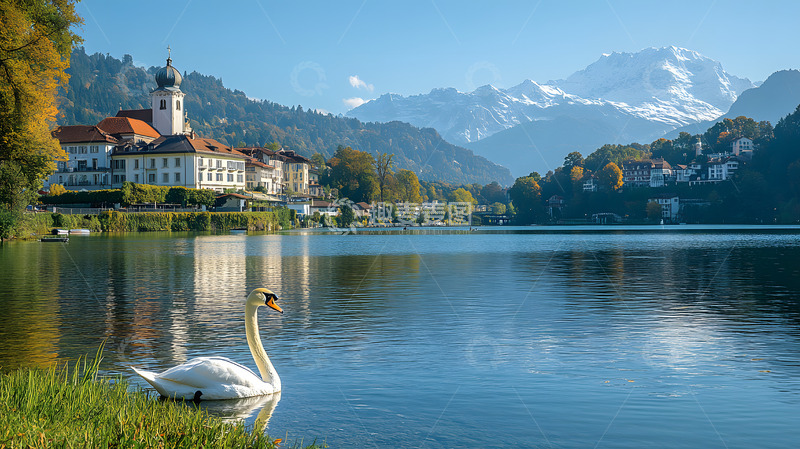 高清大图下载【趣麦麦图】湖面上的白天鹅3