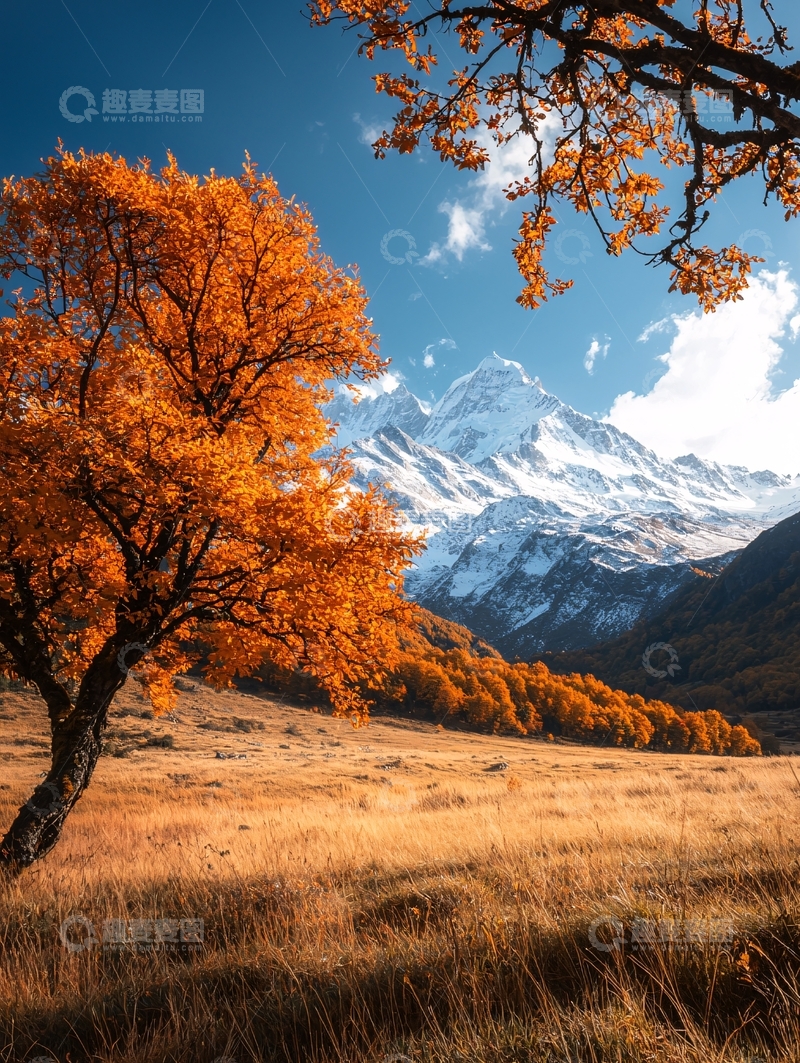 高清大图下载【趣麦麦图】秋日雪山下的金色树木