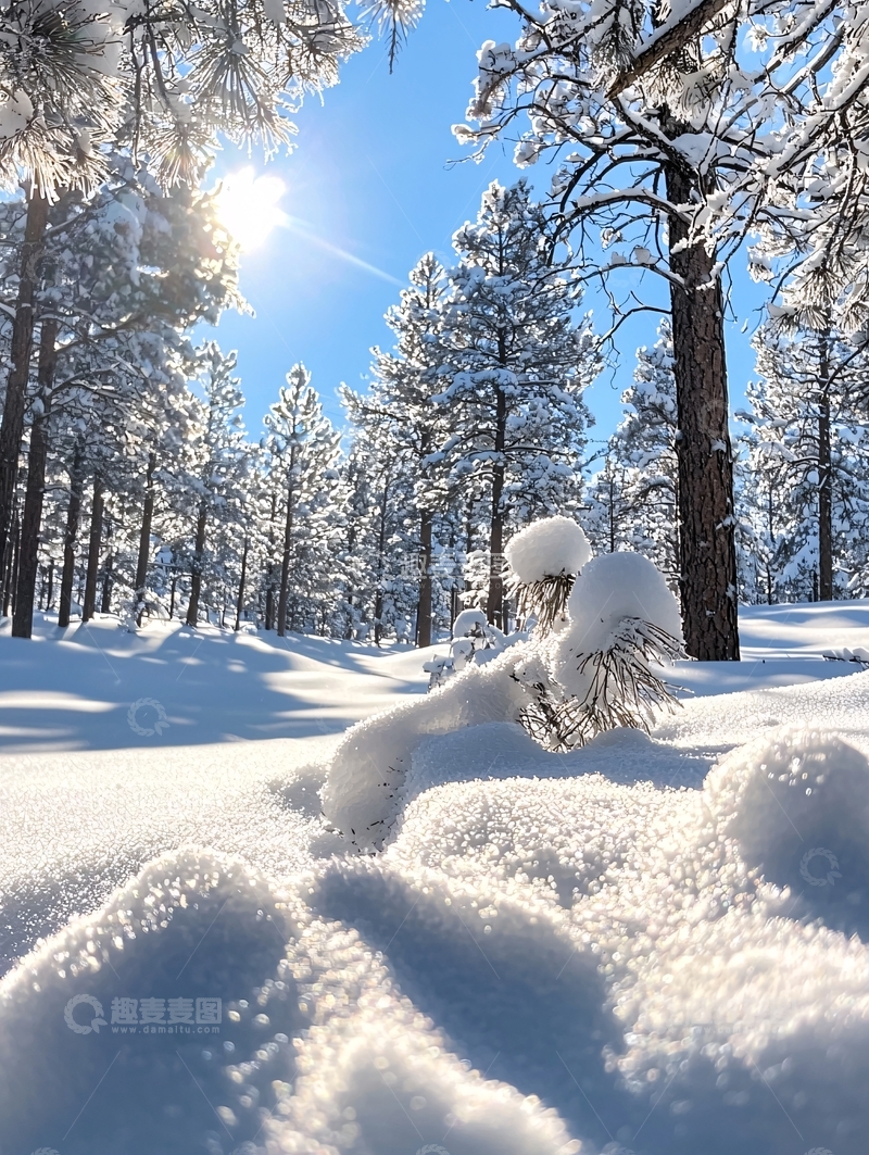高清大图下载【趣麦麦图】冬日雪景松林阳光照