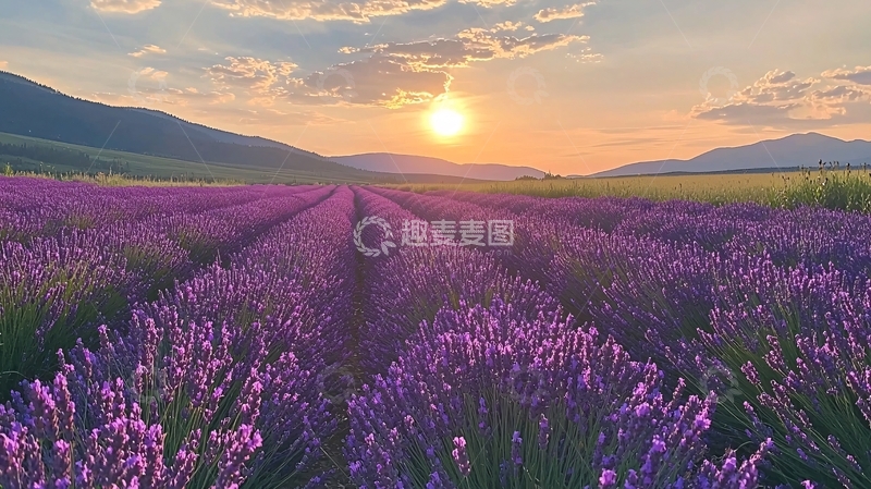 高清大图下载【趣麦麦图】薰衣草田日落唯美风景