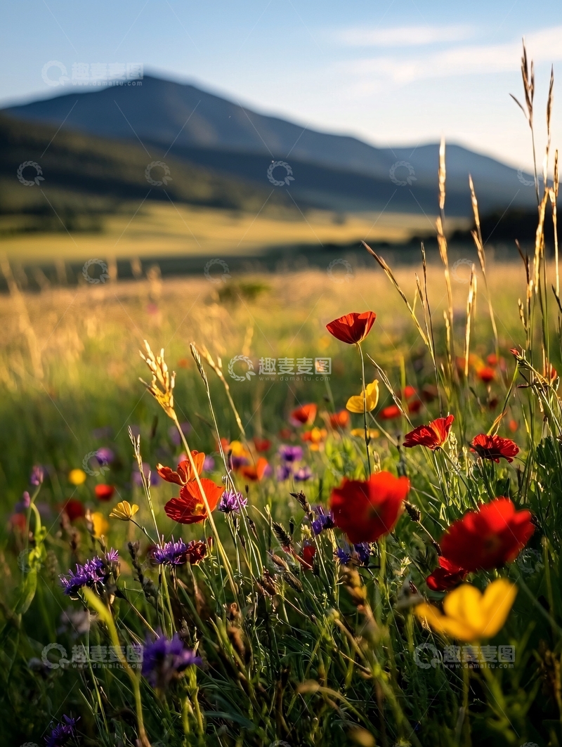高清大图下载【趣麦麦图】山野花海自然风光