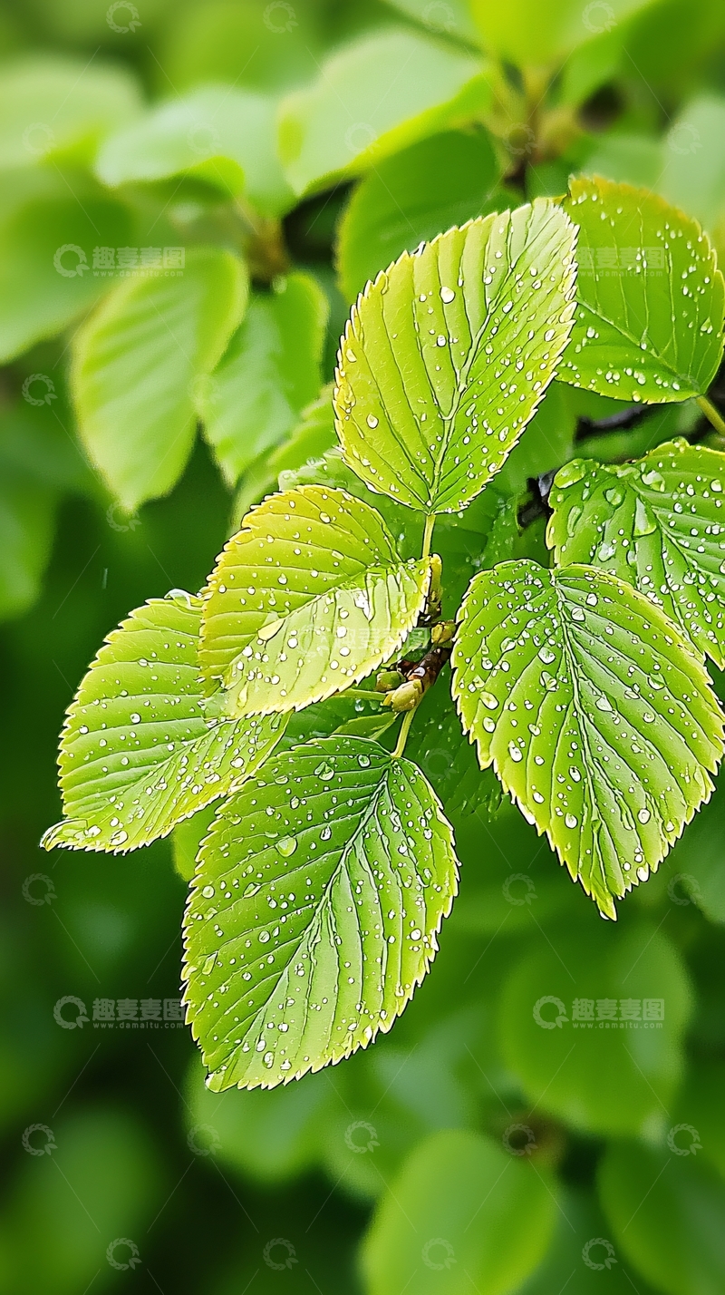 高清大图下载【趣麦麦图】雨后清新绿叶自然风光