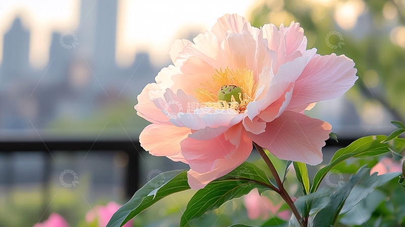 高清大图下载【趣麦麦图】粉色牡丹城市背景