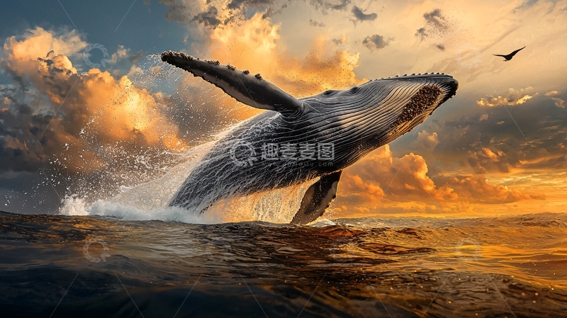 高清大图下载【趣麦麦图】鲸鱼跃出海面