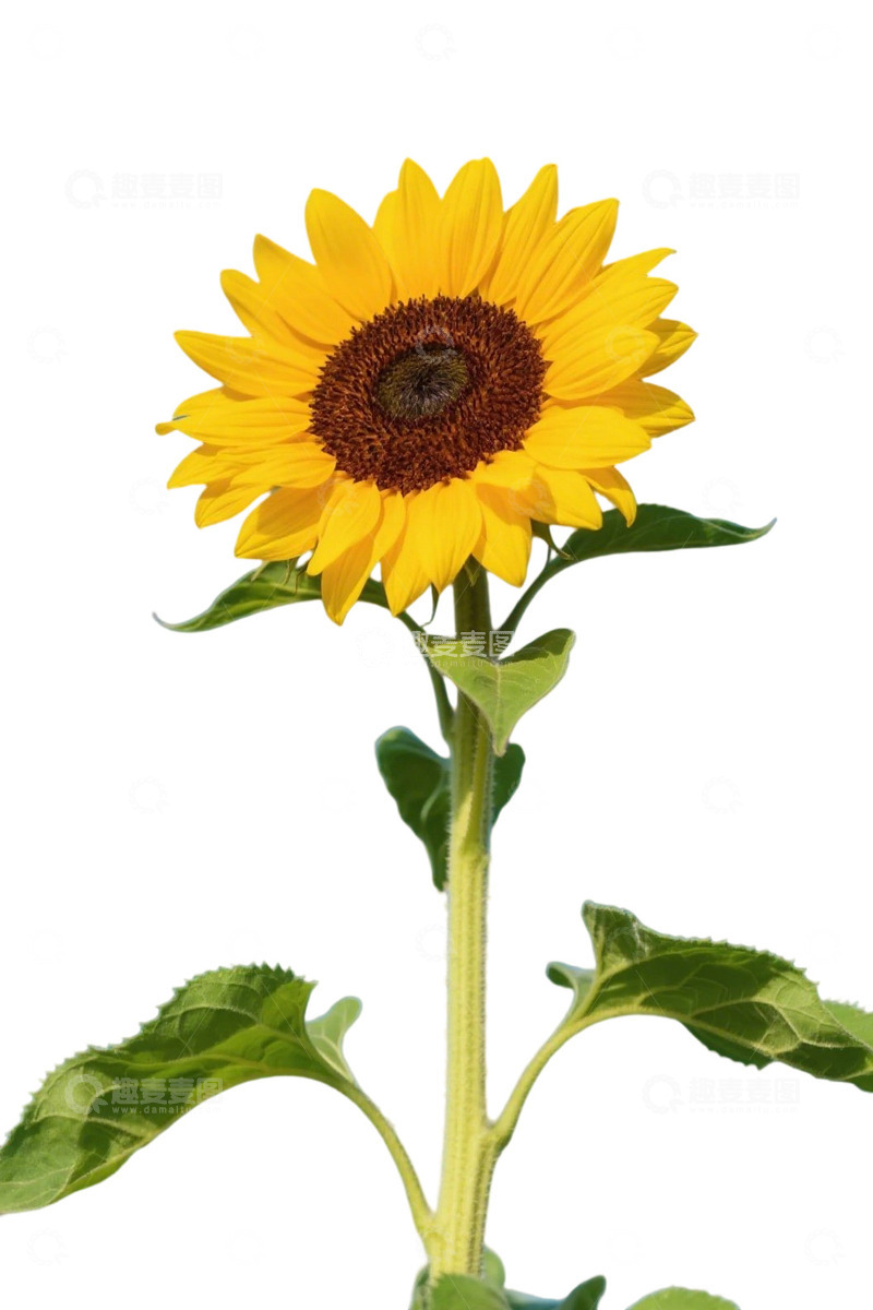 高清大图下载【趣麦麦图】一棵开放的向日葵